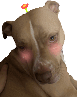 a brown and white dog with a flower on its ear