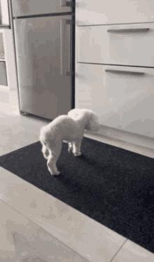 Dog Poodle GIF - Dog Poodle Miniature GIFs