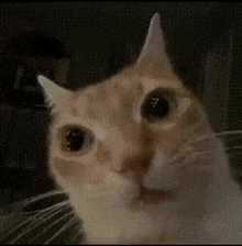 a close up of a cat 's face looking at the camera with its mouth open .