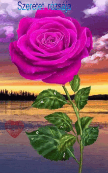 Szeretet Rózsája Rose GIF - Szeretet Rózsája Rose Ocean GIFs