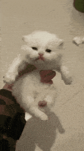 a person is holding a white kitten in their hands