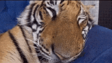 Auburn Tigers GIF - Auburn Tigers GIFs