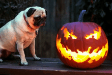 Pug Pumpkin GIF - Pug Pumpkin Halloween GIFs