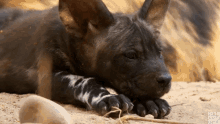 cute glance painted wolf painted wolves dynasties