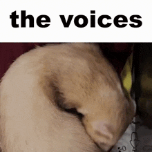 a ferret is curled up in a ball with the words the voices below it