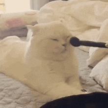 Cat Brush GIF - Cat Brush Blush GIFs