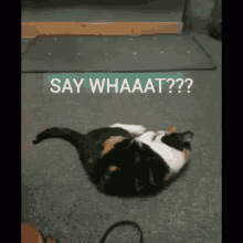 Shock Cat GIF - Shock Cat Surprised GIFs