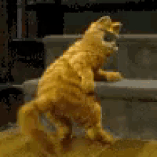 加菲猫 跳舞 性感 GIF