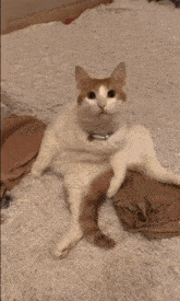 a white and orange cat standing on its hind legs with its arms outstretched