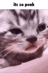 a close up of a cat 's face with the words `` it 's so peak '' written above it .