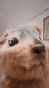 a close up of a dog 's face with the word egofilm on the wall