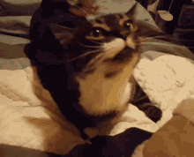 Cat Scratch GIF - Cat Scratch Fever GIFs