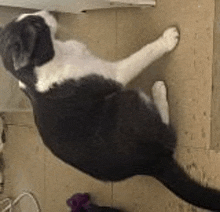 a black and white cat is laying on the floor .