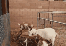 Head Bump Weed Em And Reap GIF - Head Bump Weed Em And Reap Goat GIFs