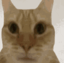 Cat Animal GIF - Cat Animal GIFs