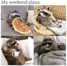 a raccoon is eating a pizza and drinking coffee while laying on a bed