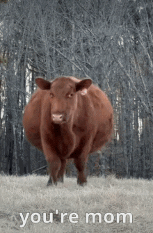 Youre Mom Pregnant Cow GIF - Youre Mom Pregnant Cow Your Mom GIFs