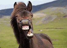 a brown horse is laughing with its mouth open in a field