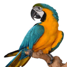 Parrot Guacamaya GIF