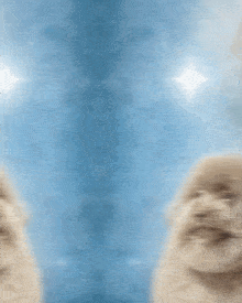a picture of a dog with the name lan on the bottom right