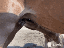 Milk Foal GIF - Milk Foal Horse GIFs