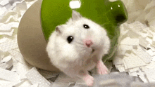 Hamster Hiding GIF - Hamster Hiding GIFs