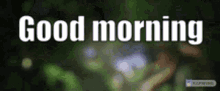 Good Morning GIF - Good Morning Images GIFs