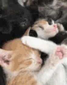 Kittens Cute GIF - Kittens Cute Cats GIFs