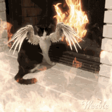 Luci Angel GIF - Luci Angel Cat GIFs