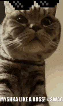 Myshka Bingus GIF - Myshka Bingus Cat GIFs