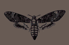 Moth Acherontia Atropos GIF - Moth Acherontia Atropos Hawkmoth GIFs