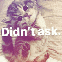 a picture of a cat with the words didn 't ask