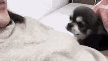 Sleepy Cuddle GIF - Sleepy Cuddle Dog GIFs