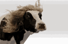 Sexy Cow Hair GIF