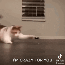 Gatoilse Cat Love GIF - Gatoilse Cat Love Cat GIFs