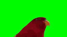 Bird GIF - Bird GIFs