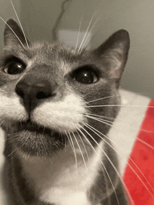 a close up of a cat 's face with a red and white blanket in the background