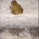 Frog Toad GIF - Frog Toad It'S Wednesday GIFs