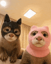 a black cat and a pink cat are wearing masks