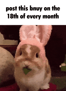 a rabbit wearing a pink bunny hat is eating a leaf