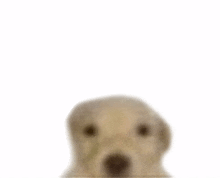 doggy dog stare doggy meme