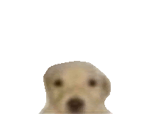 Doggy Dog Stare Sticker - Doggy Dog Stare Doggy Meme Stickers