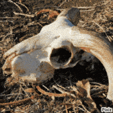 a sheep skull is laying on the ground with pixiz written on the bottom right
