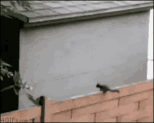 Dumb Silly GIF - Dumb Silly Stupid GIFs