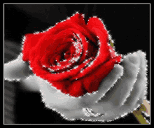 Trandafir GIF