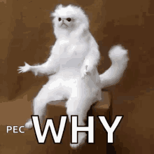 Confused White Persan Guardian GIF - Confused White Persan Guardian Why GIFs