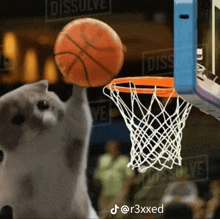 Ballin Cat GIF - Ballin Cat GIFs