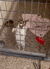 a small dog in a cage with a pink blanket and a bowl of food