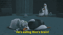 Rico Brain GIF
