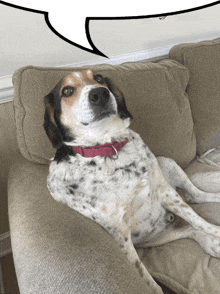 a dog with a pink collar is laying on a couch